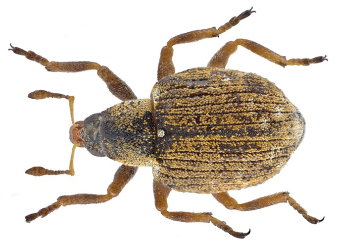 Stenopelmus rufinasus &copy; <a rel="nofollow" class="external text" href="https://www.flickr.com/people/30703260@N08">Udo Schmidt</a> from Deutschland