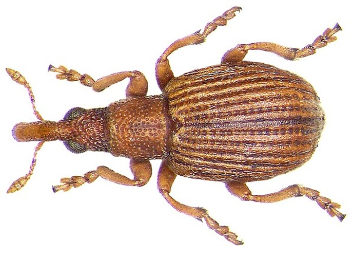 Apion cruentatum &copy; <a rel="nofollow" class="external text" href="https://www.flickr.com/people/30703260@N08">Udo Schmidt</a> from Deutschland