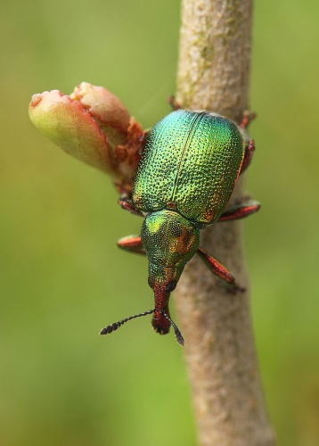 Byctiscus betulae © <a rel="nofollow" class="external text" href="https://www.flickr.com/photos/38628972@N05">Lukas Jonaitis</a> from Vilnius, Lithuania