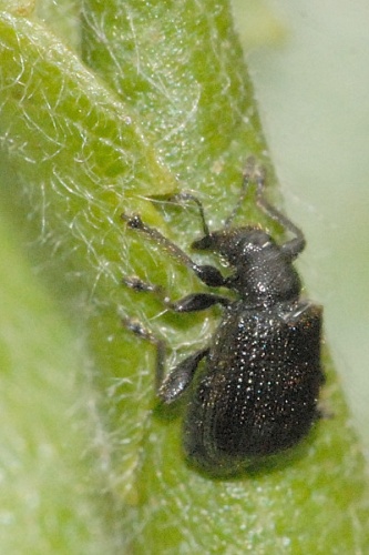 Deporaus betulae &copy; James K. Lindsey