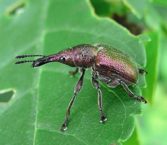 Rhynchites giganteus &copy; <a href="//commons.wikimedia.org/wiki/User:Siga" title="User:Siga">Siga</a>