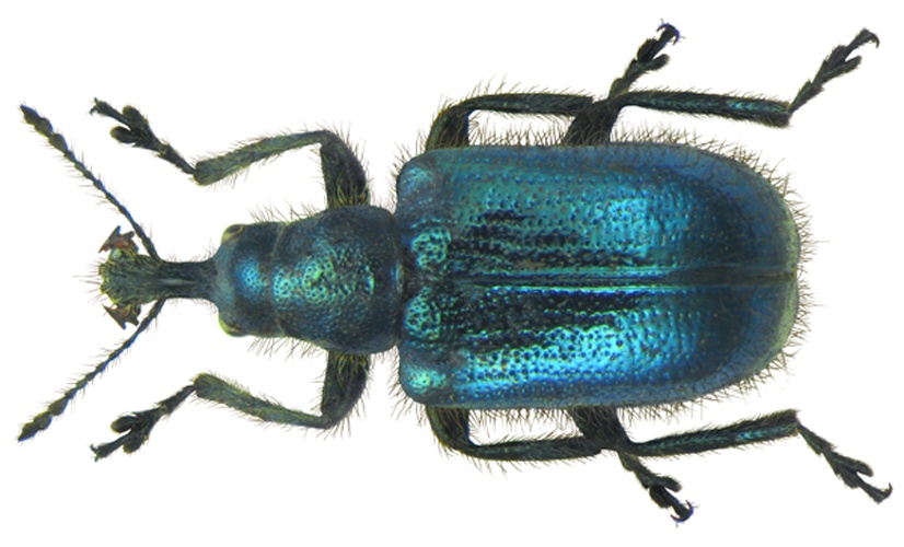 Lasiorhynchites cavifrons &copy; <a rel="nofollow" class="external text" href="https://www.flickr.com/people/30703260@N08">Udo Schmidt</a> from Deutschland