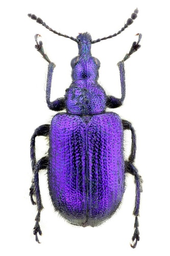 Lasiorhynchites sericeus © John Hallmén