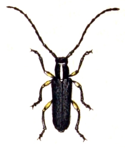 Phytoecia icterica &copy; <bdi><a href="https://www.wikidata.org/wiki/Q18508143" class="extiw" title="d:Q18508143">Emil Hochdanz</a>
</bdi>