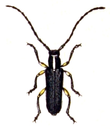 Phytoecia icterica © <bdi><a href="https://www.wikidata.org/wiki/Q18508143" class="extiw" title="d:Q18508143">Emil Hochdanz</a>
</bdi>