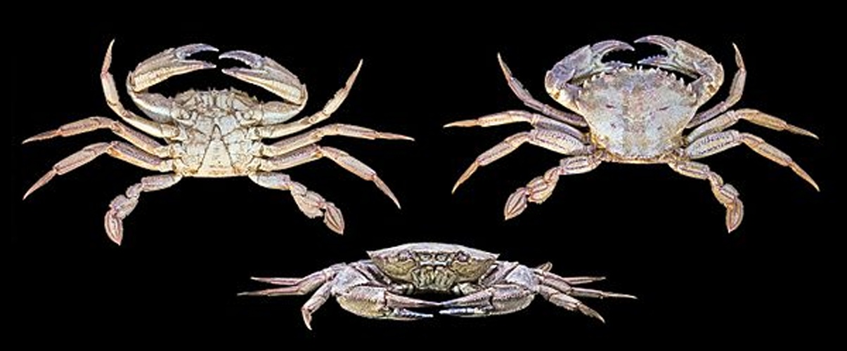 Velvet crab © <a href="//commons.wikimedia.org/wiki/User:Archaeodontosaurus" title="User:Archaeodontosaurus">Didier Descouens</a>