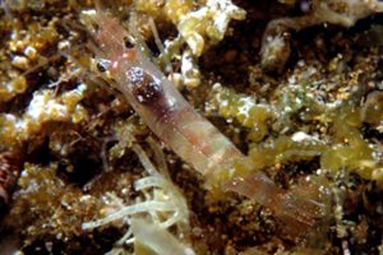 Pandalina brevirostris © Massimiliano DE MARTINO