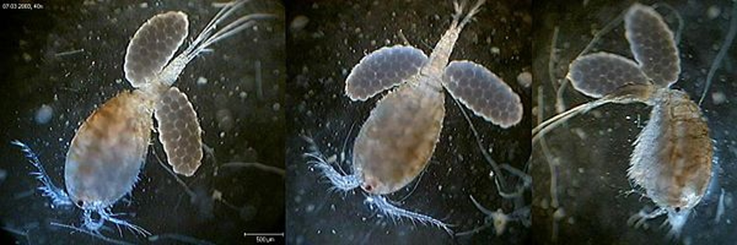 Macrocyclops albidus © Dr. Ralf Wagner