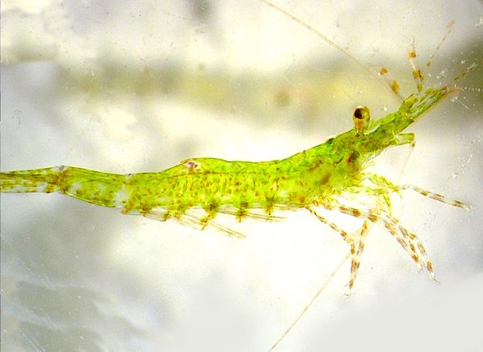 Hippolyte inermis &copy; Valerio Zupo 1,*, Friedrich Jüttner 2, Chingoileima Maibam 1, Emanuela Butera 1 and Judith F. Blom 2
<p>1 Functional and Evolutionary Ecology Laboratory, Stazione Zoologica Anton Dohrn, Punta San Pietro, Ischia 80077, Italy
2 Limnological Station, University of Zurich, Seestrasse 187, Kilchberg CH-8802, Switzerland ; 
in : Apoptogenic Metabolites in Fractions of the Benthic Diatom Cocconeis scutellum parva ; 
</p>
Mar. Drugs 2014, 12(1), 547-567; doi:10.3390/md12010547