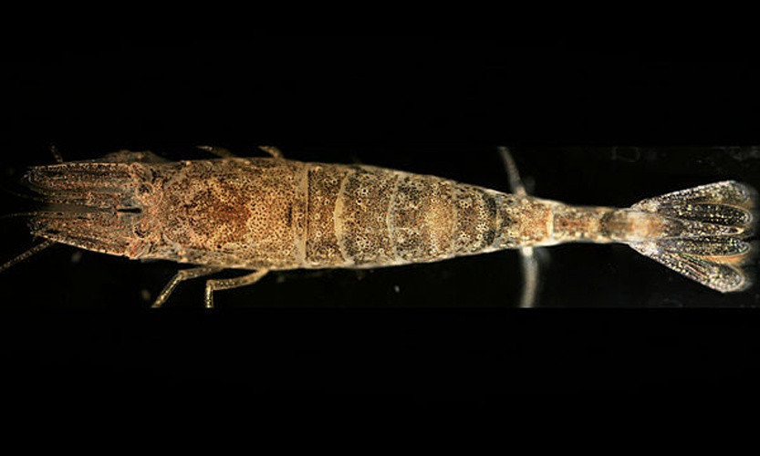 Crangon crangon &copy; <div class="fn value">
<a href="//commons.wikimedia.org/wiki/User:Biopics" title="User:Biopics">Hans Hillewaert</a>
</div>