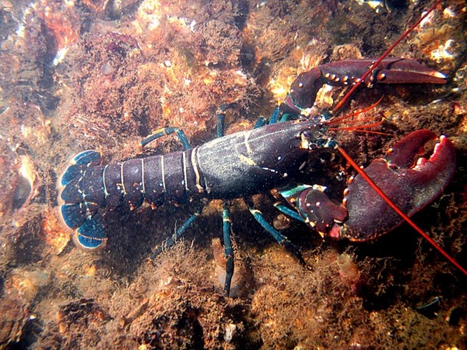 Homarus gammarus © <a href="//commons.wikimedia.org/wiki/User:Bart_Braun" title="User:Bart Braun">Bart Braun</a>