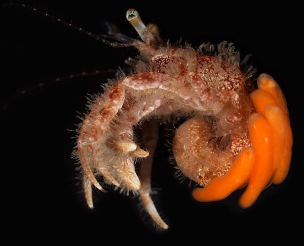 Pagurus cuanensis © Christoph Noever/Universitet i Bergen