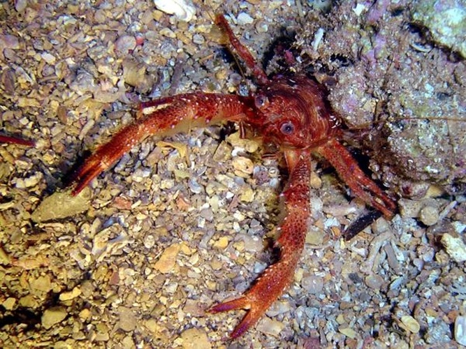 Galathea intermedia © Fernando Herranz Martín