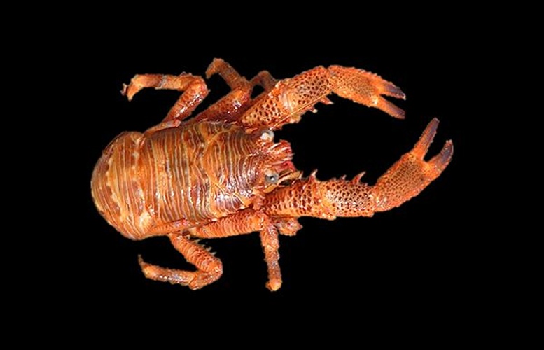 Galathea squamifera © Matthias Buschmann (M.Buschmann)