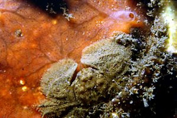 Porcellana platycheles &copy; Massimiliano DE MARTINO