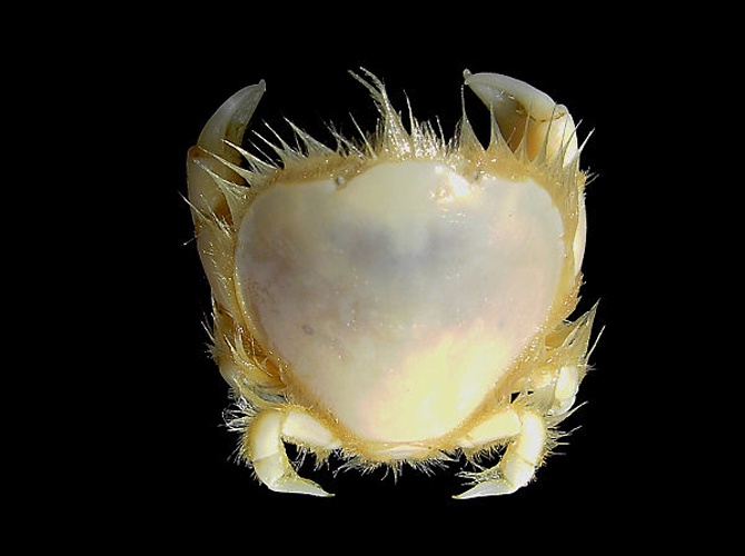 Thumbnail crab © <div class="fn value">
<a href="//commons.wikimedia.org/wiki/User:Biopics" title="User:Biopics">Hans Hillewaert</a>
</div>