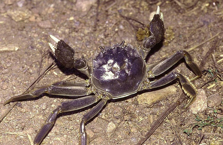 Chinese mitten crab © <a href="//commons.wikimedia.org/wiki/User:Fice" title="User:Fice">Christian Fischer</a>