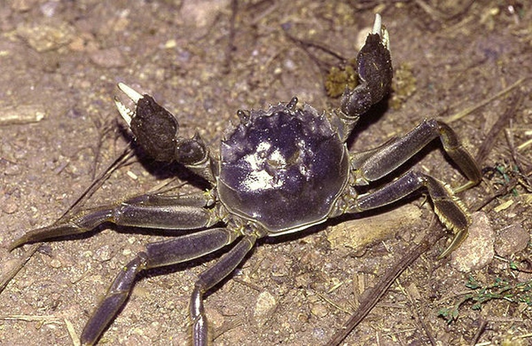 Chinese mitten crab &copy; <a href="//commons.wikimedia.org/wiki/User:Fice" title="User:Fice">Christian Fischer</a>