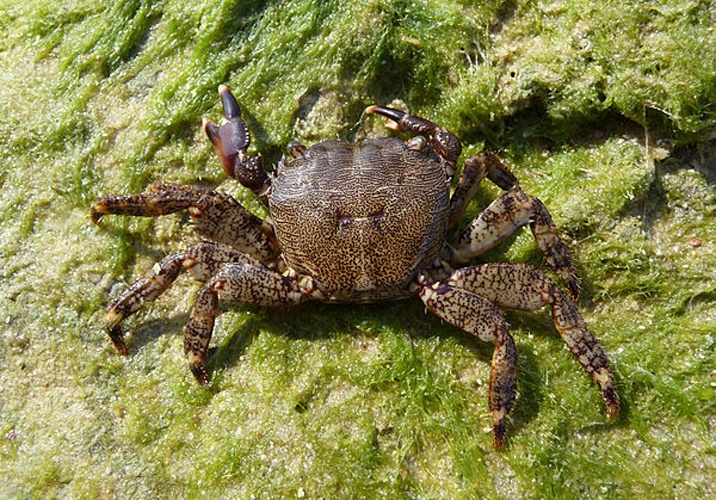 Pachygrapsus marmoratus &copy; <a href="//commons.wikimedia.org/wiki/User:George_Chernilevsky" title="User:George Chernilevsky">George Chernilevsky</a>