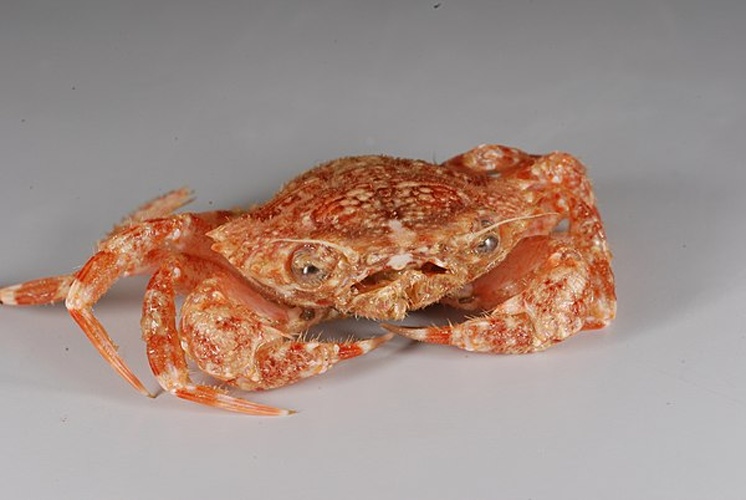 Liocarcinus corrugatus &copy; Peter (Chazz) Marriott NIWA/Ocean Survey 20/20 Bay of Islands Coastal Biodiversity, Sediment and Seabed Habitat Project