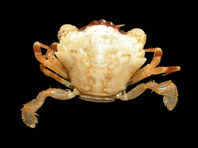 Liocarcinus pusillus &copy; <div class="fn value">
<a href="//commons.wikimedia.org/wiki/User:Biopics" title="User:Biopics">Hans Hillewaert</a>
</div>