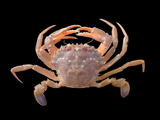 Liocarcinus depurator &copy; <div class="fn value">
<a href="//commons.wikimedia.org/wiki/User:Biopics" title="User:Biopics">Hans Hillewaert</a>
</div>