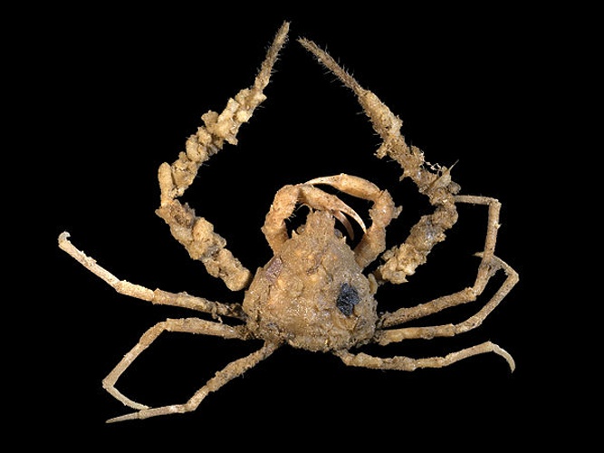 Scorpion spider crab © <div class="fn value">
<a href="//commons.wikimedia.org/wiki/User:Biopics" title="User:Biopics">Hans Hillewaert</a>
</div>