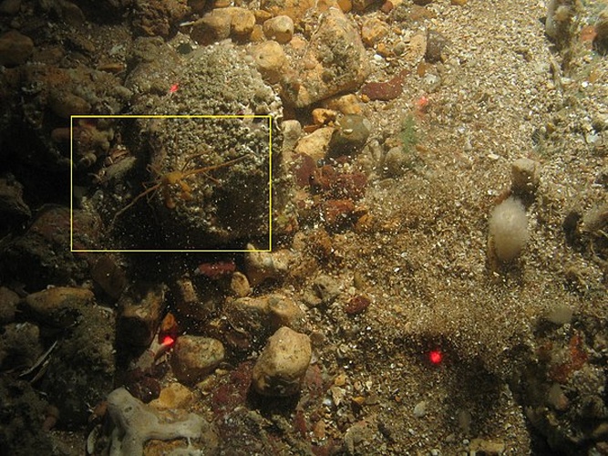 Inachus phalangium &copy; Joint Nature Conservation Committee