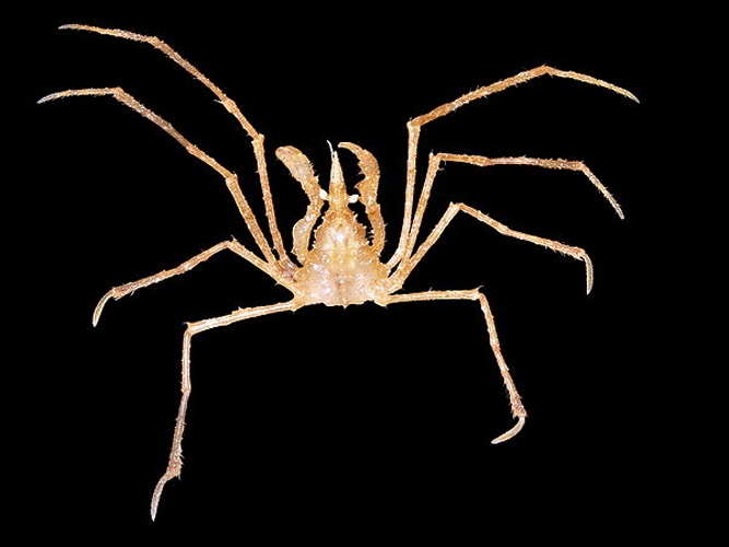 Macropodia rostrata © <div class="fn value">
<a href="//commons.wikimedia.org/wiki/User:Biopics" title="User:Biopics">Hans Hillewaert</a>
</div>