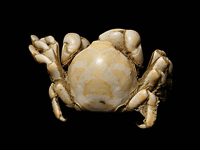 Pea crab © <div class="fn value">
<a href="//commons.wikimedia.org/wiki/User:Biopics" title="User:Biopics">Hans Hillewaert</a>
</div>