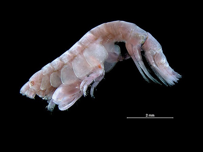 Sunamphitoe pelagica &copy; <div class="fn value">
<a href="//commons.wikimedia.org/wiki/User:Biopics" title="User:Biopics">Hans Hillewaert</a>
</div>