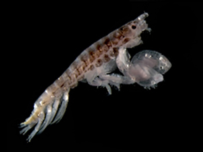 Microdeutopus gryllotalpa © <div class="fn value">
Hans Hillewaert</div>