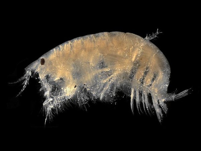 Bathyporeia pilosa © <div class="fn value">
<a href="//commons.wikimedia.org/wiki/User:Biopics" title="User:Biopics">Hans Hillewaert</a>
</div>