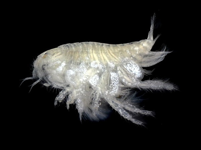 Urothoe brevicornis © <div class="fn value">
<a href="//commons.wikimedia.org/wiki/User:Biopics" title="User:Biopics">Hans Hillewaert</a>
</div>