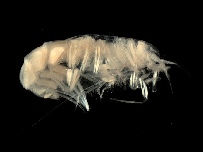 Pontocrates arenarius © <div class="fn value">
<a href="//commons.wikimedia.org/wiki/User:Biopics" title="User:Biopics">Hans Hillewaert</a>
</div>