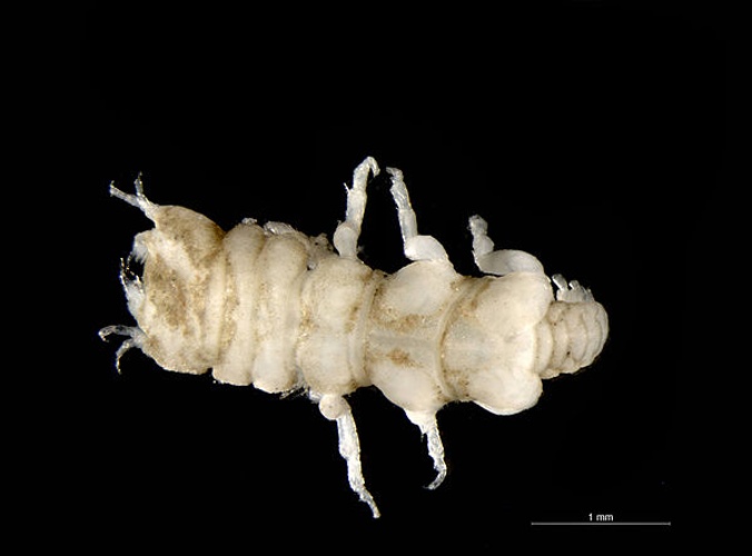 Paragnathia formica &copy; <div class="fn value">
<a href="//commons.wikimedia.org/wiki/User:Biopics" title="User:Biopics">Hans Hillewaert</a>
</div>