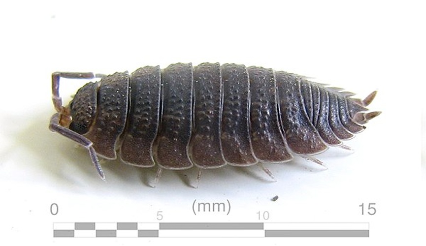 Porcellio scaber © <a href="//commons.wikimedia.org/wiki/User:Yug" title="User:Yug">Yug</a>