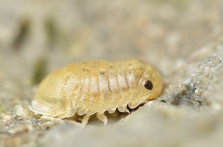 Armadillidium album © <a href="//commons.wikimedia.org/wiki/User:GillesSM" title="User:GillesSM">Gilles San Martin</a>