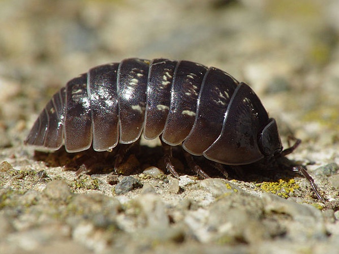 Armadillidium vulgare © <a href="//commons.wikimedia.org/wiki/User:Folini" title="User:Folini">Franco Folini</a>