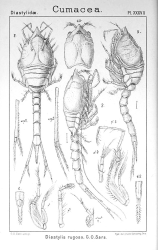 Diastylis rugosa © <bdi><a href="https://en.wikipedia.org/wiki/en:Georg_Ossian_Sars" class="extiw" title="w:en:Georg Ossian Sars">Georg Ossian Sars</a>
</bdi>