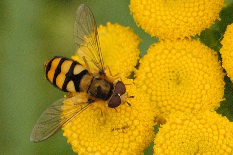 Eupeodes latifasciatus © James K. Lindsey