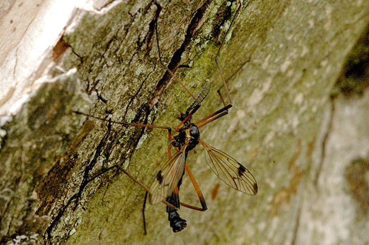 Dictenidia bimaculata &copy; James K. Lindsey