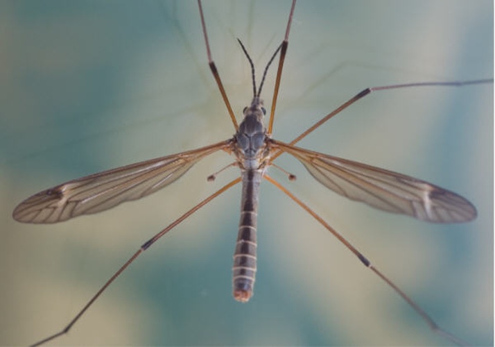 Prionocera turcica © <table style="width:100%; border:1px solid #aaa; background:#efd; text-align:center"><tbody><tr>
<td>
<a href="//commons.wikimedia.org/wiki/File:Aspitates_ochrearia.jpg" class="image"><img alt="Aspitates ochrearia.jpg" src="https://upload.wikimedia.org/wikipedia/commons/thumb/b/bc/Aspitates_ochrearia.jpg/55px-Aspitates_ochrearia.jpg" decoding="async" width="55" height="41" srcset="https://upload.wikimedia.org/wikipedia/commons/thumb/b/bc/Aspitates_ochrearia.jpg/83px-Aspitates_ochrearia.jpg 1.5x, https://upload.wikimedia.org/wikipedia/commons/thumb/b/bc/Aspitates_ochrearia.jpg/110px-Aspitates_ochrearia.jpg 2x" data-file-width="800" data-file-height="600"></a>
</td>
<td>This image is created by user <a rel="nofollow" class="external text" href="http://waarneming.nl/user/photos/13261">Andre Vrijens</a> at <a rel="nofollow" class="external text" href="http://waarneming.nl/">waarneming.nl</a>, a source of nature observations in the Netherlands.
</td>
</tr></tbody></table>