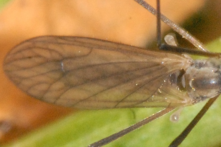 Tricyphona immaculata &copy; James K. Lindsey