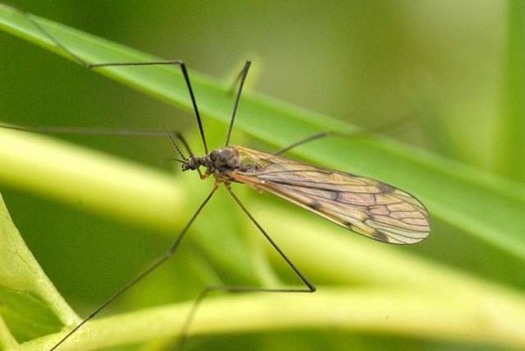 Dactylolabis (Dactylolabis) transversa &copy; James K. Lindsey