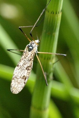 Eloeophila maculata © James K. Lindsey