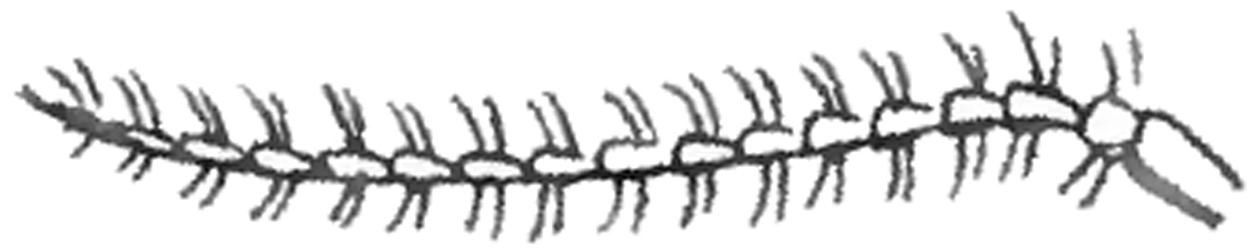 Euphylidorea dispar &copy; <a rel="nofollow" class="external text" href="https://archive.org/stream/insectabritannic03walkuoft#page/n407/mode/2up">Walker, F. (1856): Insecta Britannica: Diptera. Vol III, p 407, plate XXVII.</a>