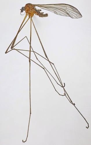 Pilaria discicollis &copy; <a rel="nofollow" class="external text" href="https://www.flickr.com/people/130093583@N04">Janet Graham</a>