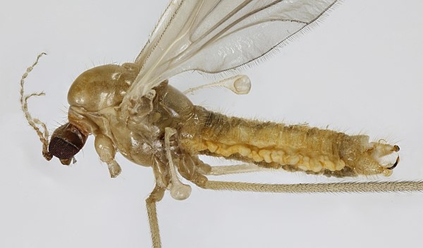 Lipsothrix errans © <a rel="nofollow" class="external text" href="https://www.flickr.com/people/130093583@N04">Janet Graham</a>