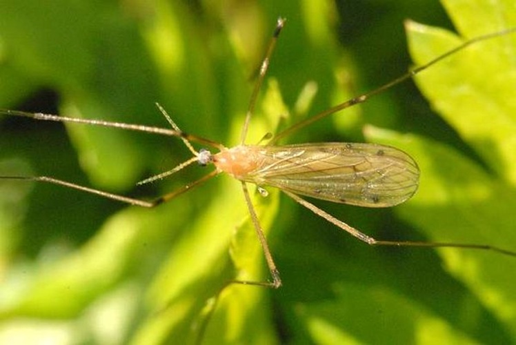 Limonia phragmitidis &copy; James K. Lindsey